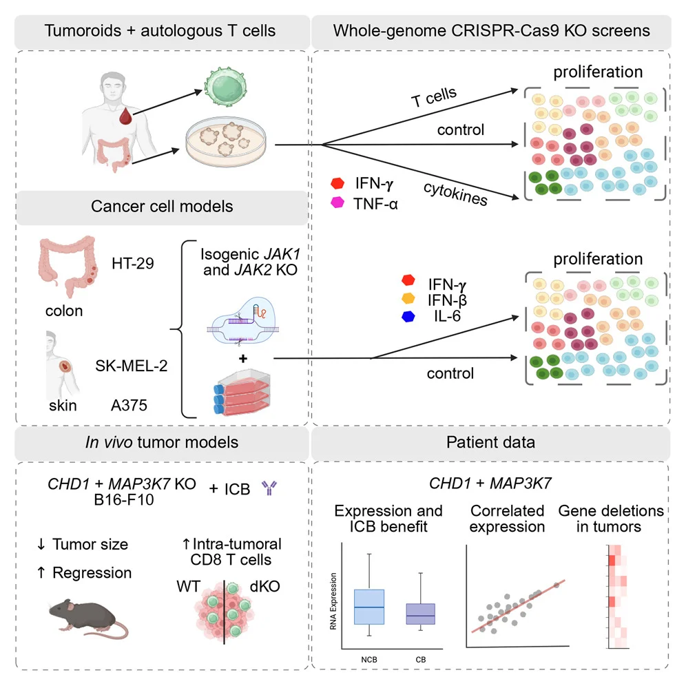10 Must-Read Posts in Immuno-Oncology This Week