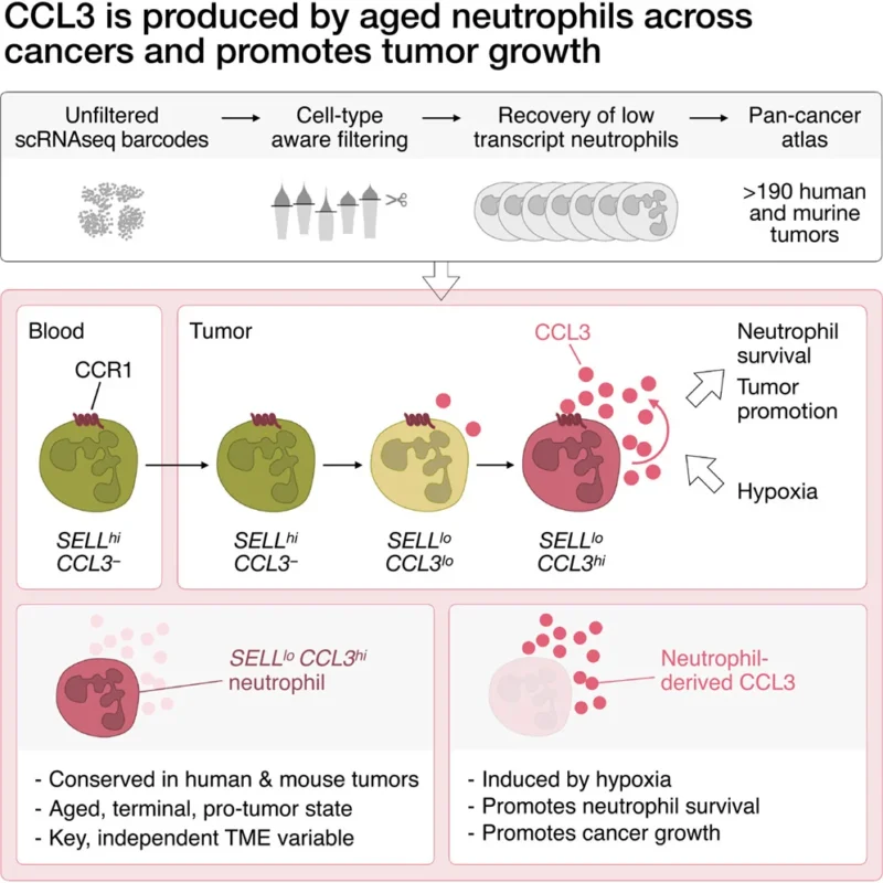 Constantinos Zambirinis