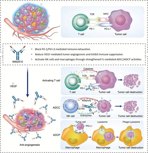 IMM2510: A PD-L1 × VEGF Fc-Engineered Bispecific Antibody Targeting Immune Evasion and Angiogenic Signaling in Solid Tumors