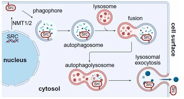 Jean-Charles Soria: Turning Intracellular Kinases into Druggable Surface Targets 2 Jean-Charles Soria