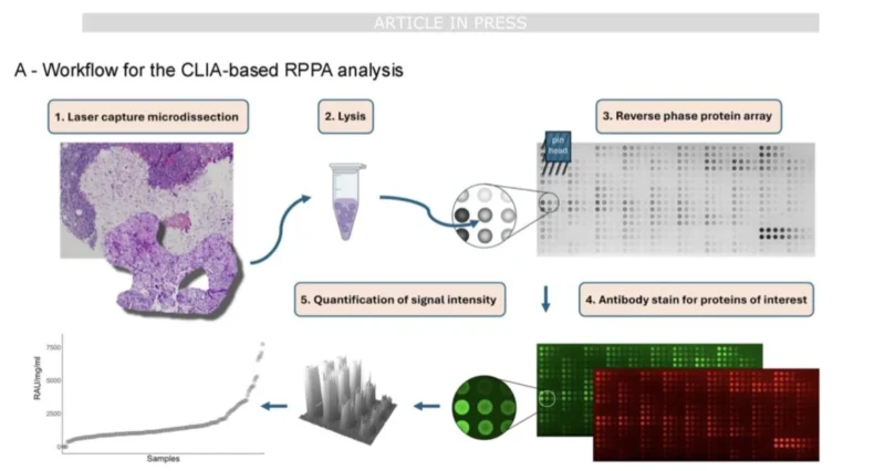 Trastuzumab Deruxtecan
