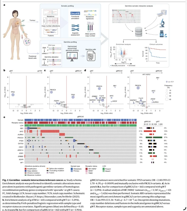 BRCA2-Driven Breast Cancer May Follow A Different Resistance Path On CDK4/6 Inhibitors 3 BRCA2-Driven Breast Cancer