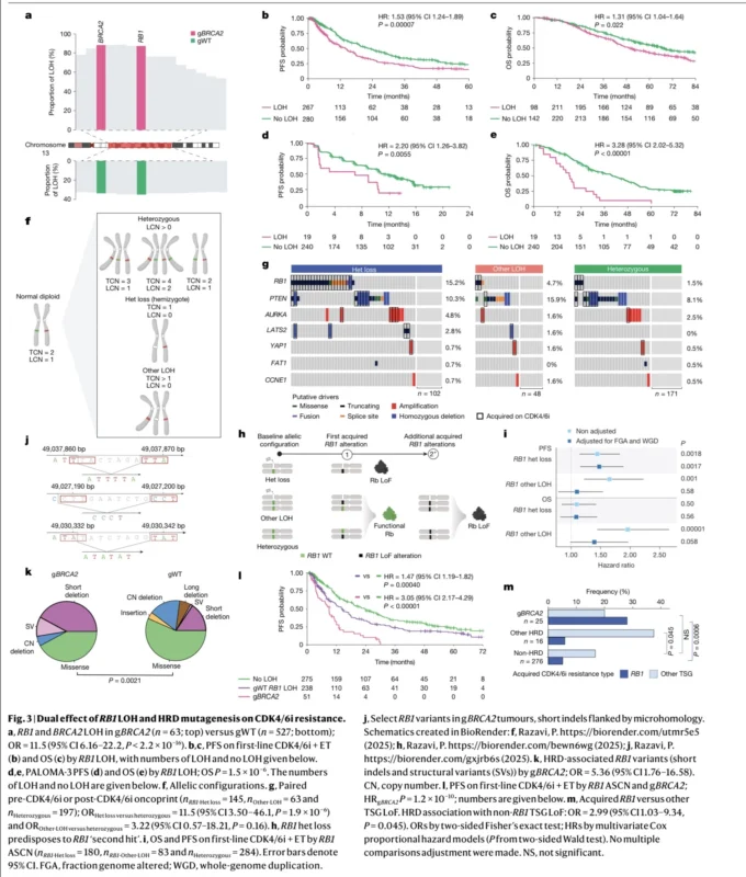 BRCA2-Driven Breast Cancer May Follow A Different Resistance Path On CDK4/6 Inhibitors 5 BRCA2-Driven Breast Cancer
