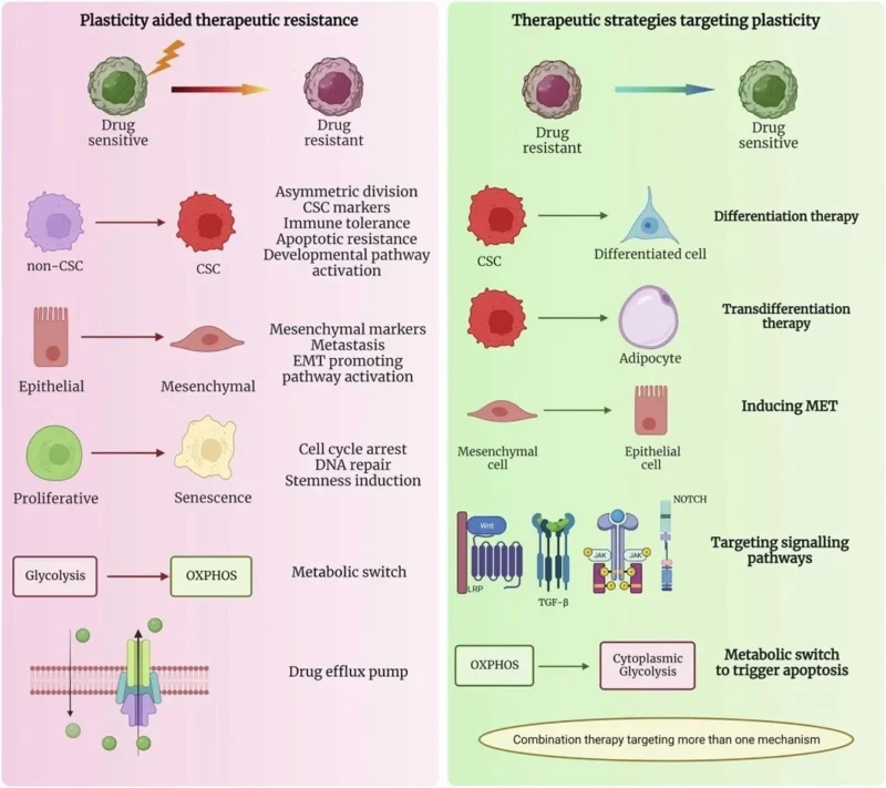 Renjith Vijayakumar Selvarani