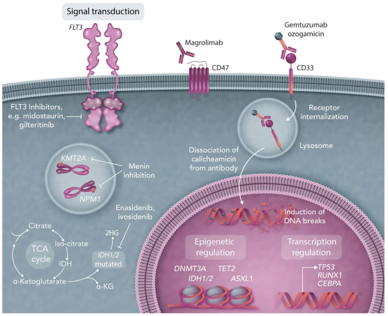 Acute Myeloid Leukemia (AML) in 2026: The Current Landscape and Future Perspectives
