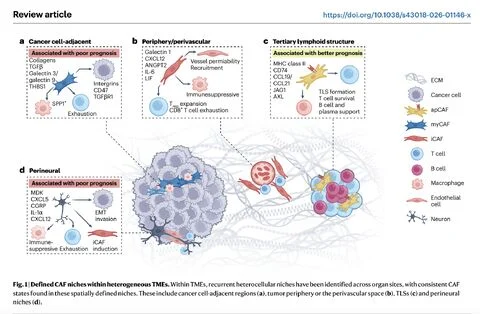 Ruth Scherz-Shouval: Fibroblast Heterogeneity Across Tumor and Host Environments