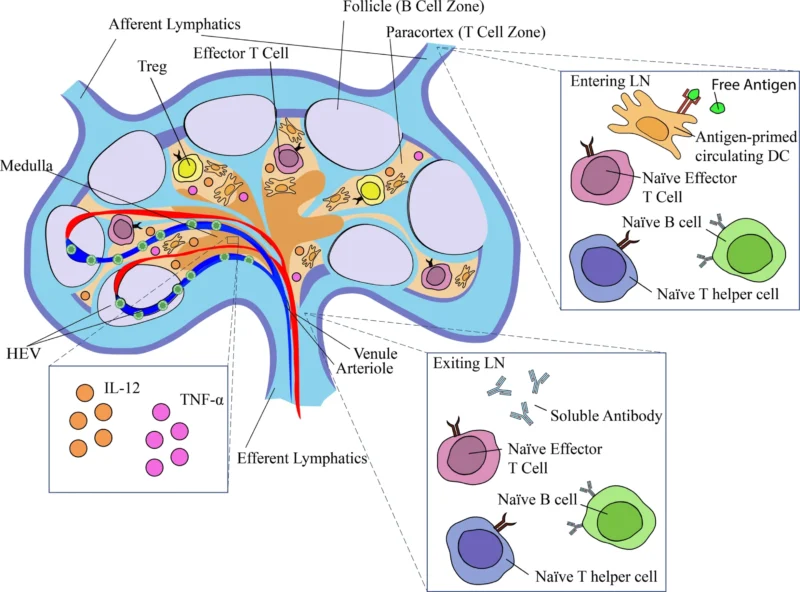 Tumor-Draining Lymph Nodes
