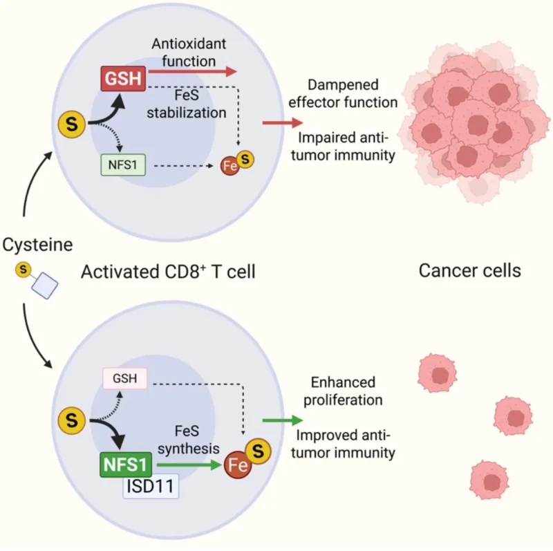 James P. Crowley: Boosting Cancer Immunotherapy by Controlling Intracellular Metabolite Routing 2 James P. Crowley