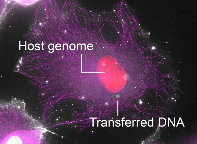 Peter Ly: Intercellular DNA Transfer May Drive Heritable Genomic Changes Between Cells 2 Peter Ly: Intercellular DNA Transfer May Drive Heritable Genomic Changes Between Cells