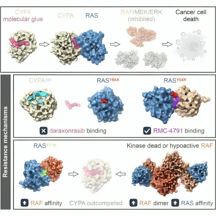 Jason R. Williams: Resistance to Daraxonrasib - One Protein, Multiple Escape Doors