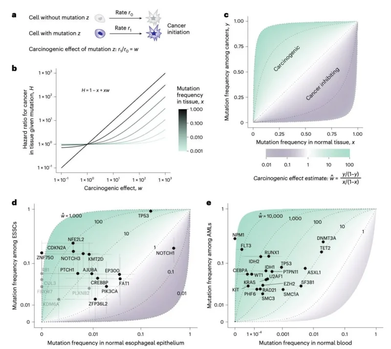 Diego A. Díaz-García: Age May Distinguish Cancer Drivers From Normal Aging Mutations
