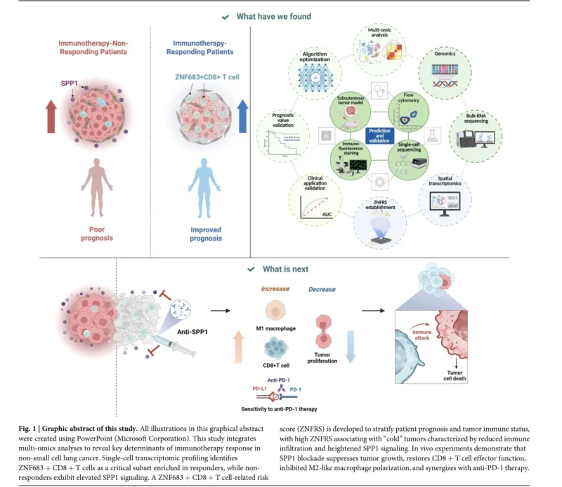 NSCLC immunotherapy response biomarker study links ZNF683+ CD8+ T cells to response and SPP1 signaling to resistance.