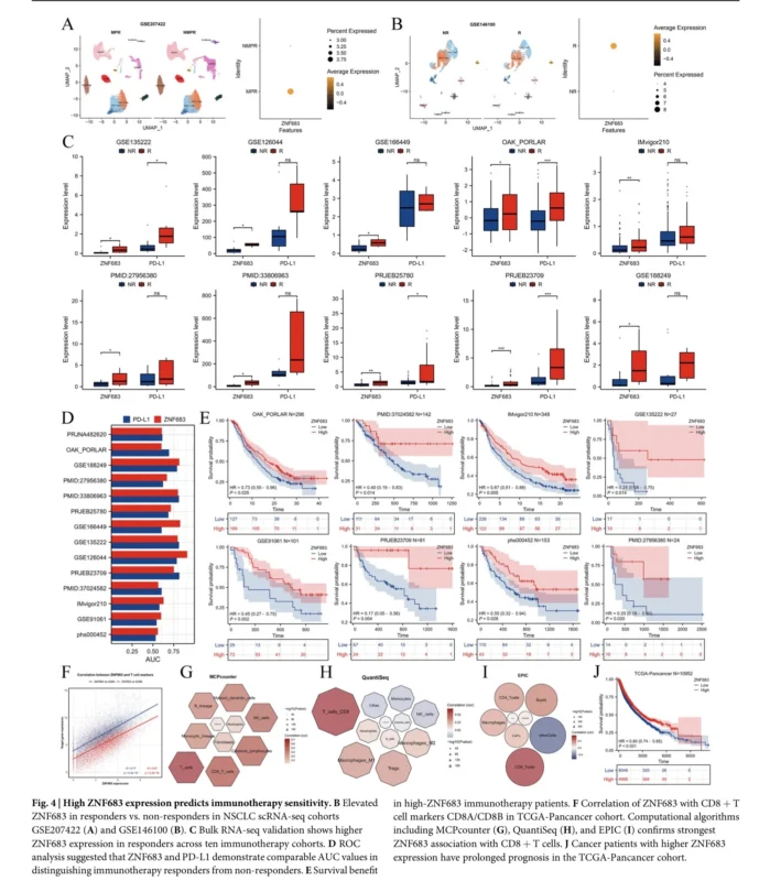 NSCLC immunotherapy response biomarker study links ZNF683+ CD8+ T cells to response and SPP1 signaling to resistance.