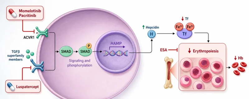 Myelofibrosis (MF) in 2026: Matching Therapy to the Dominant Clinical Problem