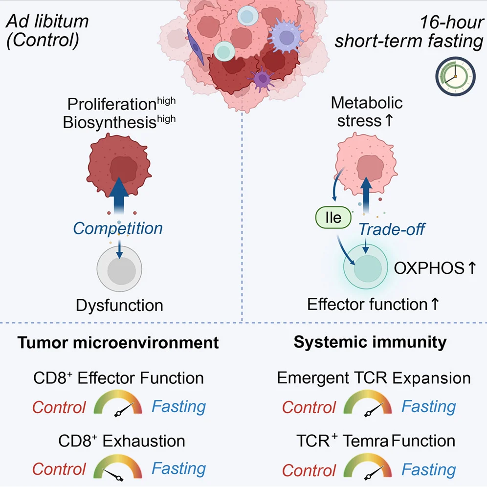Short-Term Fasting Enhances Immunotherapy Response 2 short-term fasting