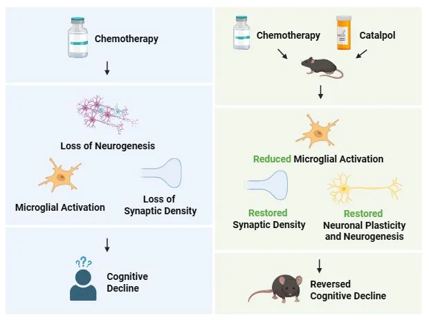 Alexandre Chan: Can a Plant Compound Help Reverse 'Chemobrain'?