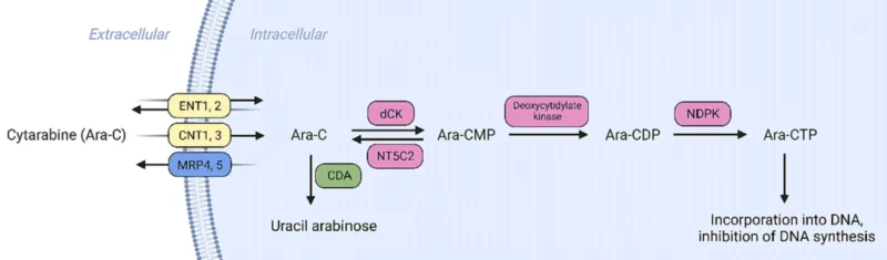 Nathan Punwani: Continuous IV and Bolus Cytarabine as Two Different Drugs in AML 2 Nathan Punwani