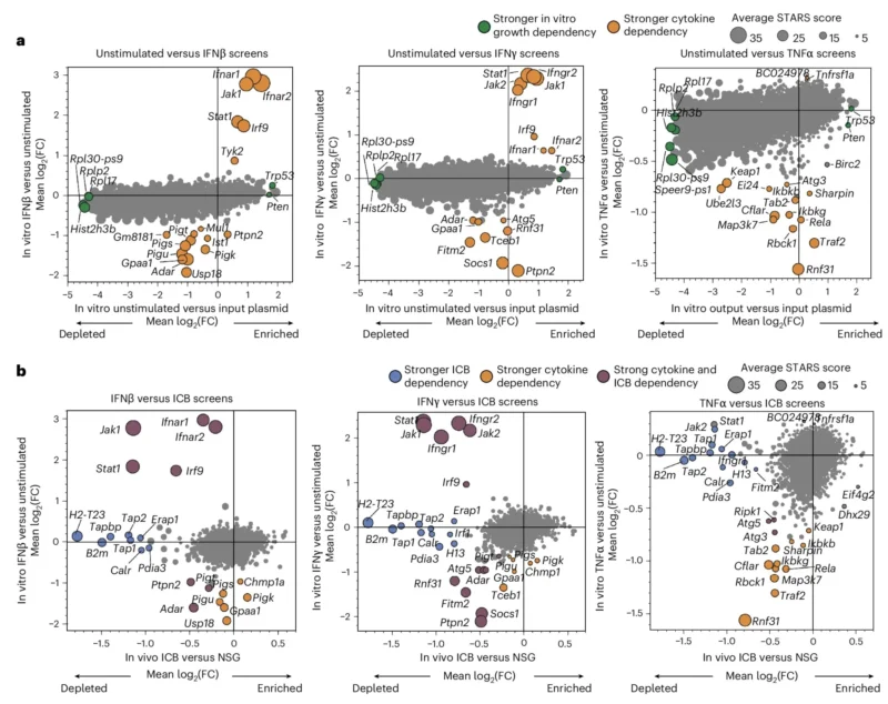 Rob Manguso: How Sensing Inflammatory Cytokines Exposes New Tumor-intrinsic Dependencies 3 Rob Manguso