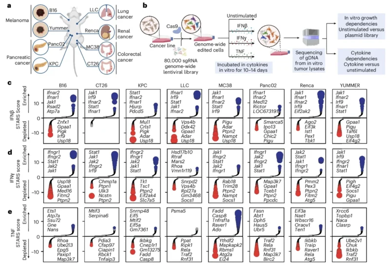 Rob Manguso: How Sensing Inflammatory Cytokines Exposes New Tumor-intrinsic Dependencies 2 Rob Manguso