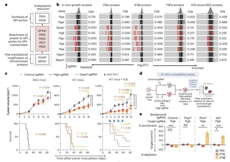 Rob Manguso: How Sensing Inflammatory Cytokines Exposes New Tumor-intrinsic Dependencies 4 Rob Manguso