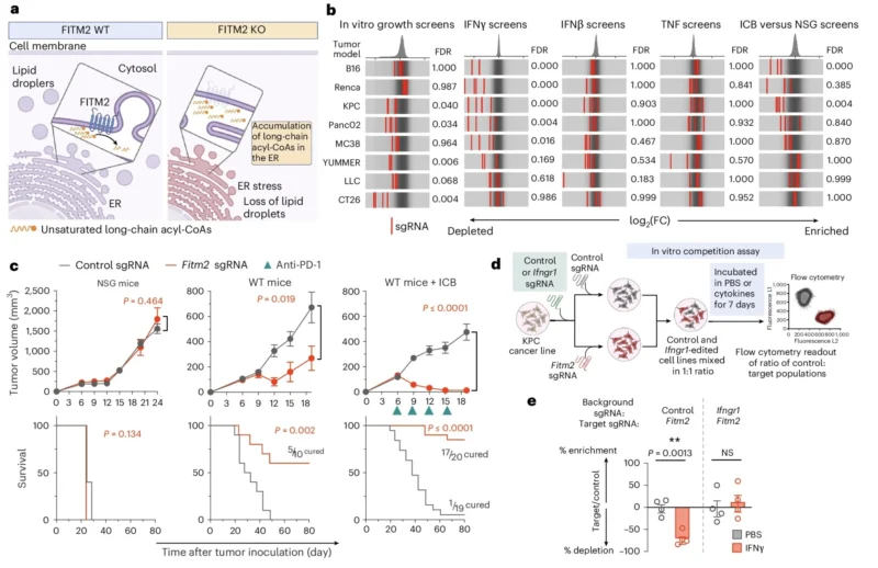 Rob Manguso: How Sensing Inflammatory Cytokines Exposes New Tumor-intrinsic Dependencies 5 Rob Manguso