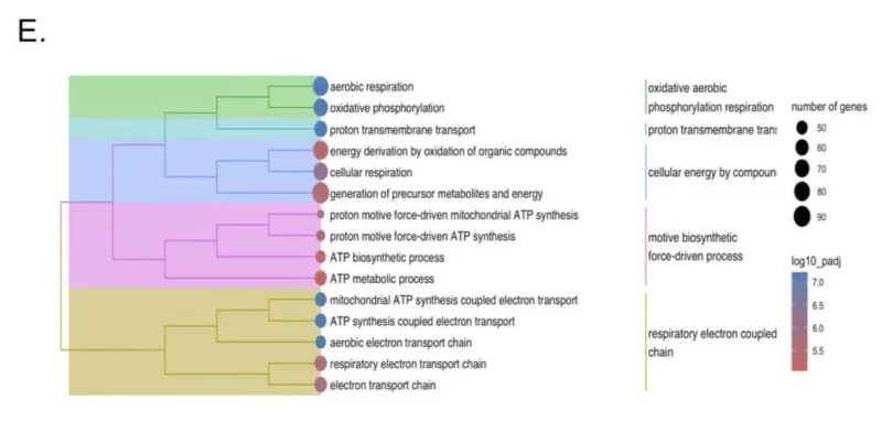 Katy Beckermann: Mitochondrial State of T Cells May Predict Response to Checkpoint Inhibitors 3 Katy Beckermann: Mitochondrial State of T Cells May Predict Response to Checkpoint Inhibitors