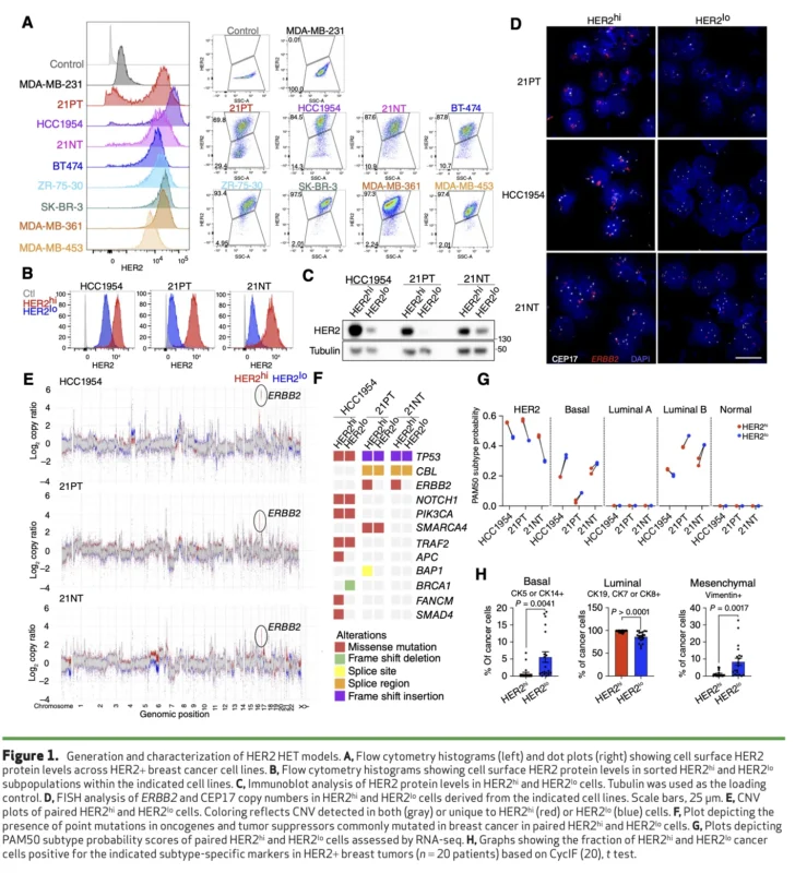 HER2-Low Subclones Drive T-DXd Resistance in HER2-Heterogeneous Breast Cancer Models 2 HER2-Low