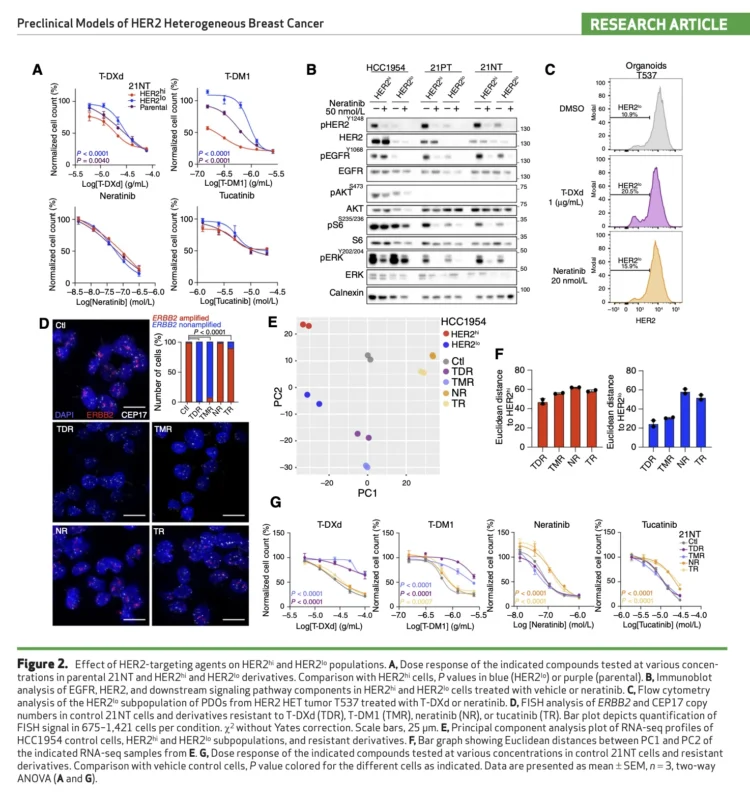 HER2-Low Subclones Drive T-DXd Resistance in HER2-Heterogeneous Breast Cancer Models 3 HER2-Low