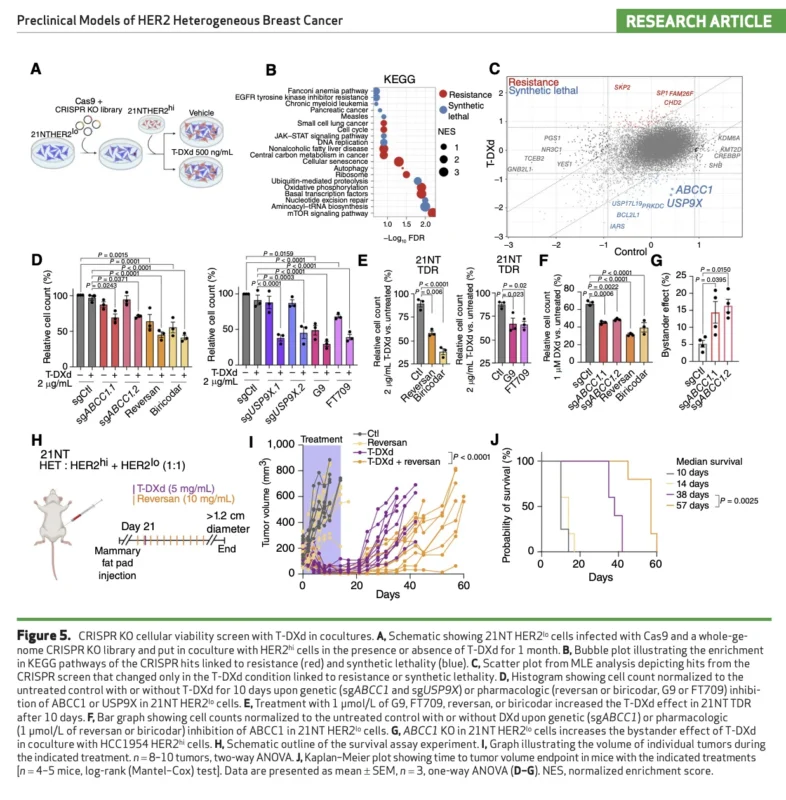 HER2-Low Subclones Drive T-DXd Resistance in HER2-Heterogeneous Breast Cancer Models 6 HER2-Low