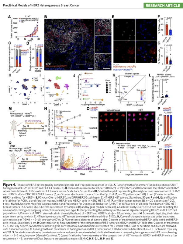 HER2-Low Subclones Drive T-DXd Resistance in HER2-Heterogeneous Breast Cancer Models 5 HER2-Low