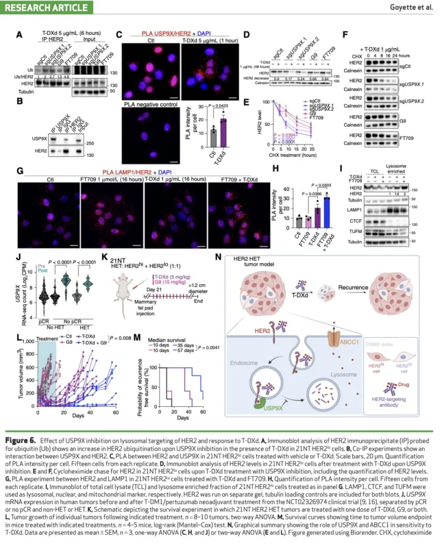 HER2-Low Subclones Drive T-DXd Resistance in HER2-Heterogeneous Breast Cancer Models 7 HER2-Low
