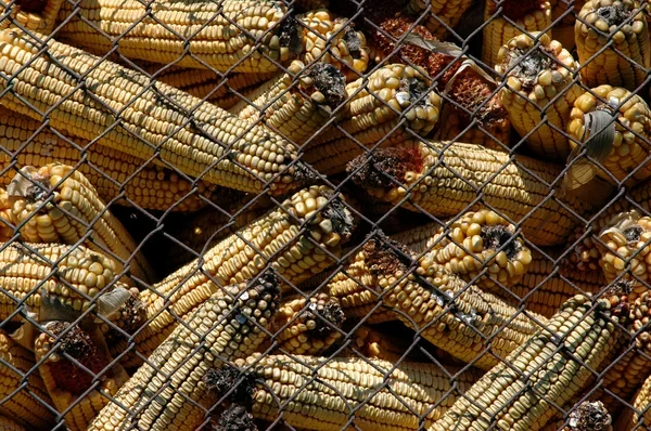 Aflatoxin in Food: The Cancer-Causing Toxin Linked to Liver Cancer 2 Aflatoxin in food