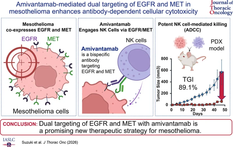 Amivantamab Shows Preclinical Immune-Mediated Activity in Mesothelioma Through Dual EGFR and MET Targeting 2 Amivantamab