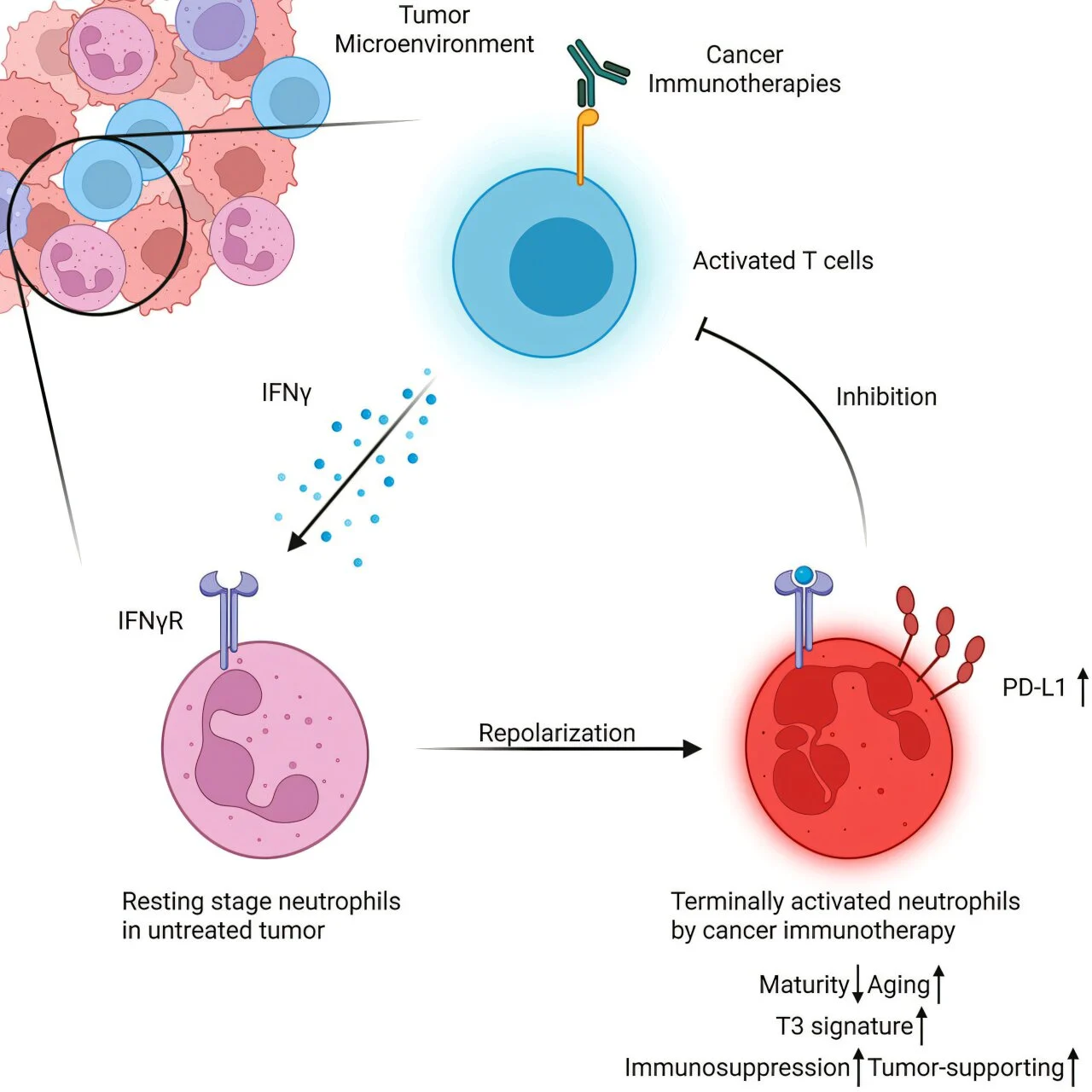 10 Must-Read Posts in Immuno-Oncology This Week