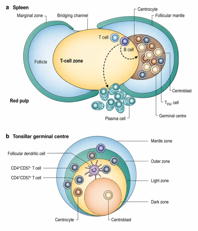 Mantle Cell Lymphoma (MCL): Revealing the Biology Beneath the Mantle and Modern Therapeutic Opportunities 2 Mantle Cell Lymphoma (MCL): Revealing the Biology Beneath the Mantle and Modern Therapeutic Opportunities