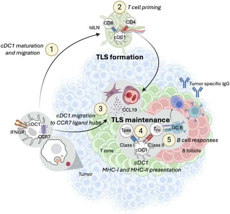 Isaias Hernandez: Excited to Share New Insights Into Dendritic Cells and Cancer Immunity 2 Isaias Hernandez: Excited to Share New Insights Into Dendritic Cells and Cancer Immunity