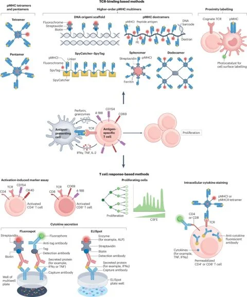 Nicola Ferrari: The Challenge And Promise of Studying Human Antigen-Specific T Cells 2 Nicola Ferrari: The Challenge And Promise of Studying Human Antigen-Specific T Cells
