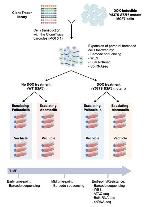 Rinath Jeselsohn: ESR1 Status and CDK4/6i Choice Shape Clonal Selection in ER+ Breast Cancer 2 Rinath Jeselsohn: ESR1 Status and CDK4/6i Choice Shape Clonal Selection in ER+ Breast Cancer