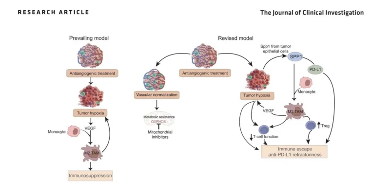 Miguel Quintela Fandino: Osteopontin as a Driver of Resistance to Cancer Immunotherapy 2 Miguel Quintela Fandino