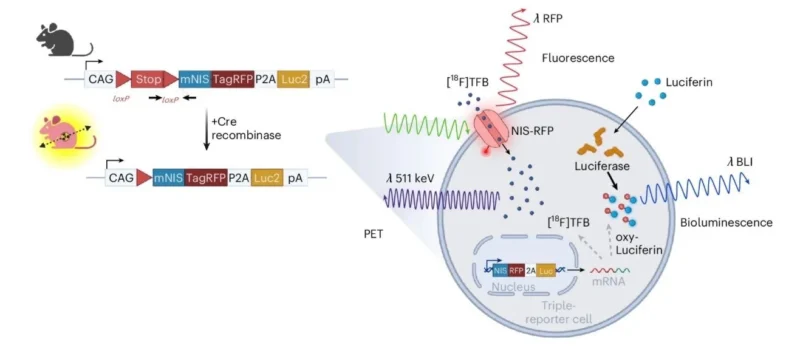 George L․ Kumar: How the Inducible Rosa26LSL-NRL Mouse Model Resolves Deep-Tissue Tumor Evolution 2 George L․ Kumar: How the Inducible Rosa26LSL-NRL Mouse Model Resolves Deep-Tissue Tumor Evolution