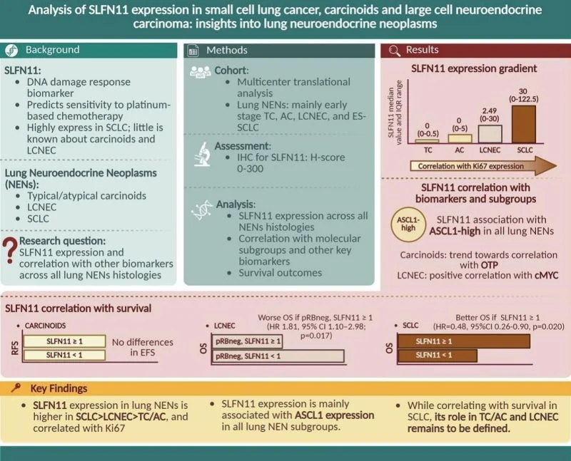Daniela Scattolin: Mapping SLFN11 Expression in Lung Neuroendocrine Neoplasms 2 Daniela Scattolin: Mapping SLFN11 Expression in Lung Neuroendocrine Neoplasms