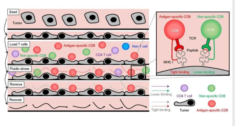 George L․ Kumar: Finding the Right T Cells Without Knowing the Target 2 George L․ Kumar: Finding the Right T Cells Without Knowing the Target