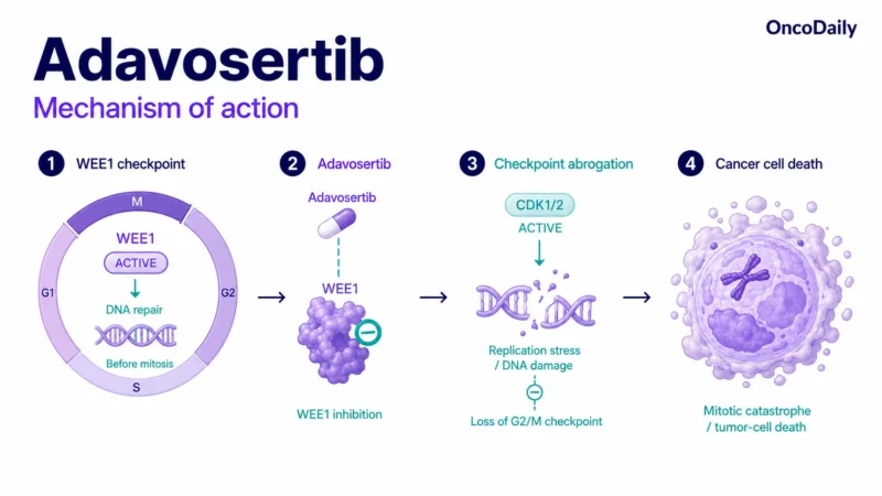 Adavosertib: Mechanism, Dose, Administration, And Clinical Trials 2 Adavosertib: Mechanism, Dose, Administration, And Clinical Trials