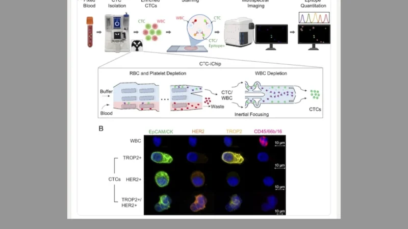 Ermelinda Damko: Rethinking TROP2 and HER2 Targeting ADCs 2 Ermelinda Damko: Rethinking TROP2 and HER2 Targeting ADCs