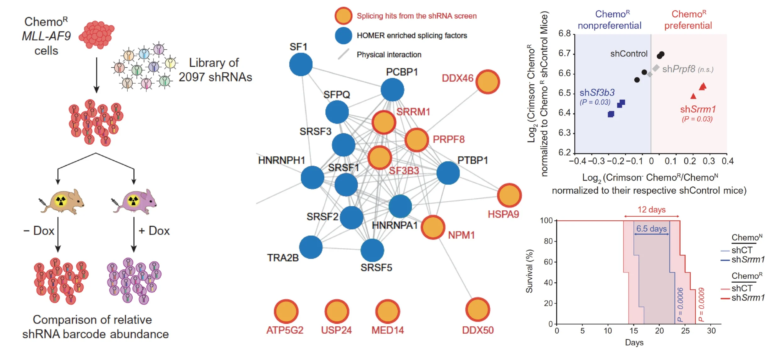 Alex Puissant: Splicing Dysregulation as a Key Driver of Chemoresistance and Relapse in AML