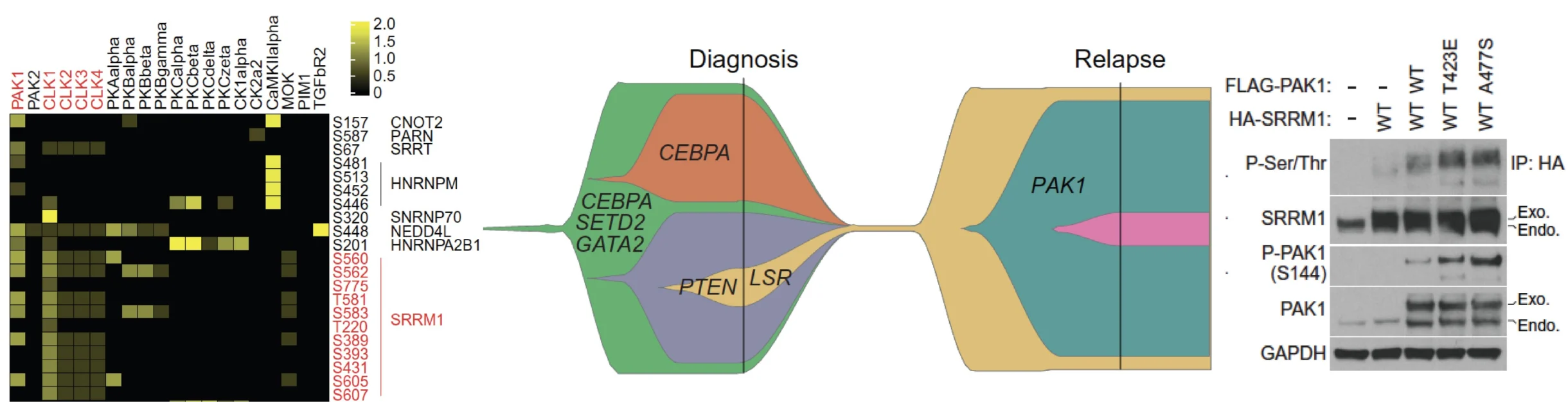 Alex Puissant: Splicing Dysregulation as a Key Driver of Chemoresistance and Relapse in AML