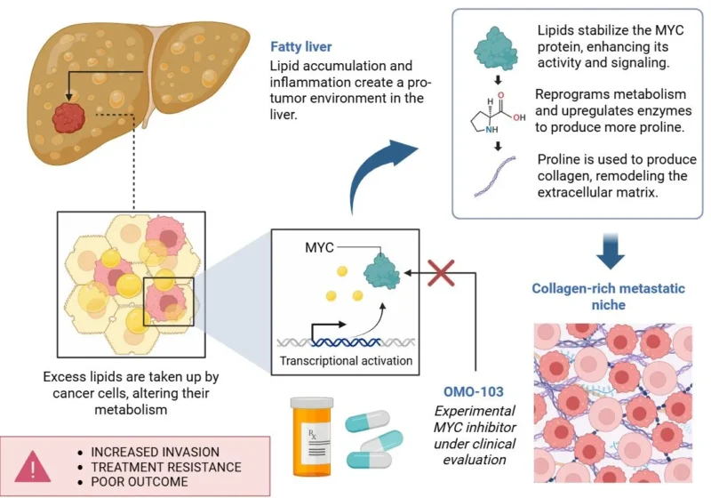 Jason R. Williams: How the Liver Microenvironment Shapes the Outcome of Cancer Metastasis