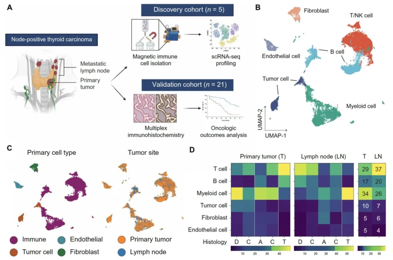 Anthony T. Nguyen: Study Reveals How Thyroid Cancer Migrates to Lymph Nodes and Its Impact on Prognosis 2 Anthony T. Nguyen