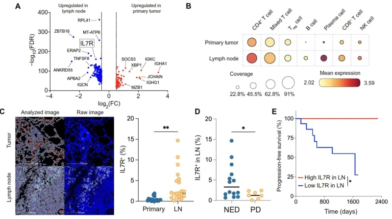 Anthony T. Nguyen: Study Reveals How Thyroid Cancer Migrates to Lymph Nodes and Its Impact on Prognosis 4 Anthony T. Nguyen