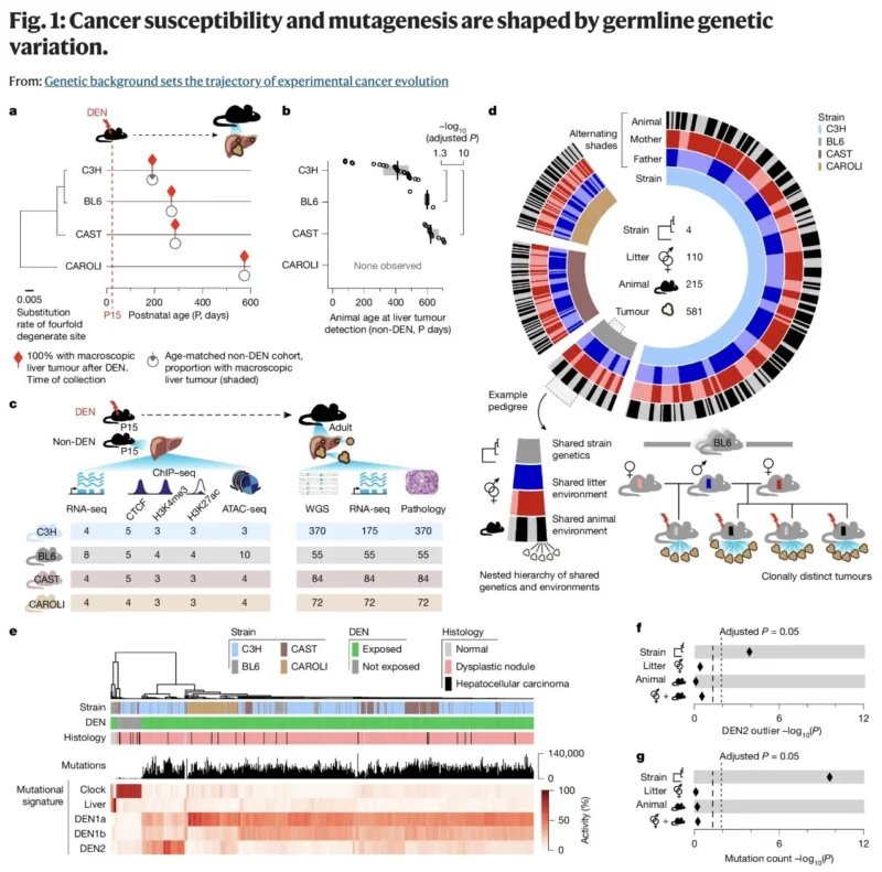 Ed Esplin: Study Reveals Germline Genetic Background Shapes the Trajectory of Cancer Evolution